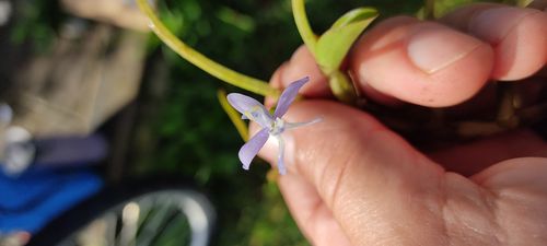 flores herbario